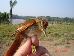 Cranioleuca gutturata