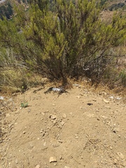 Battus polydamas psittacus