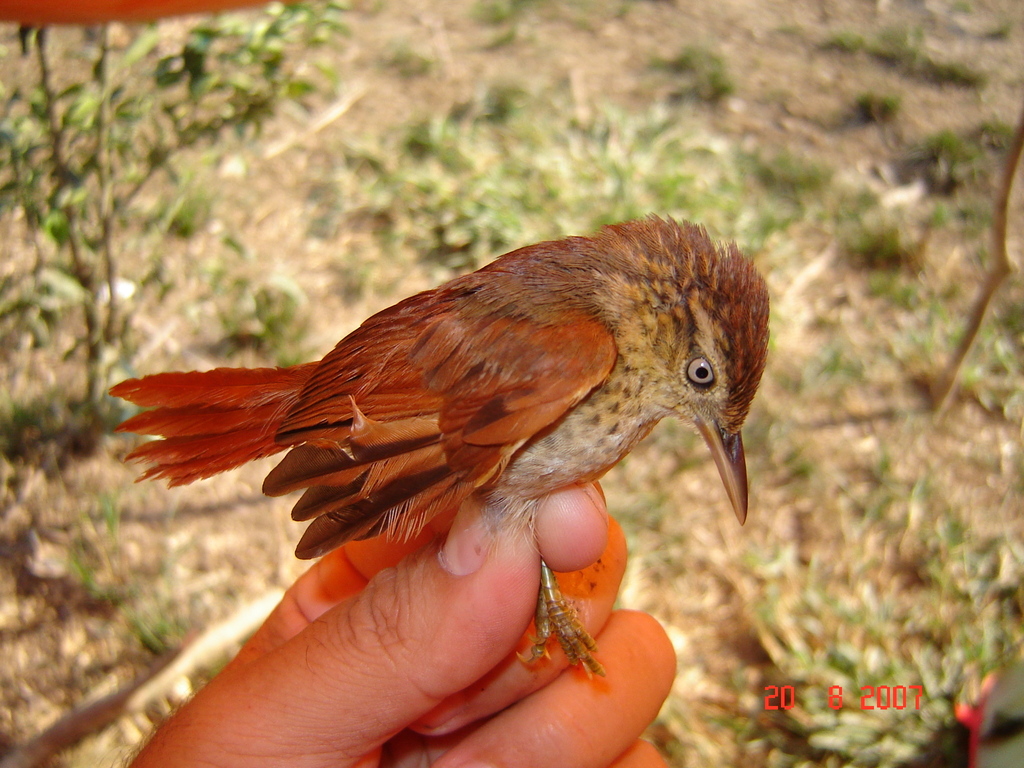 Curutié Jaspeado, Thripophaga gutturata