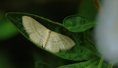 Scopula lactaria