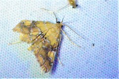 Elophila nebulosalis