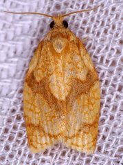 Adoxophyes negundana