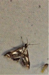 Chrysendeton imitabilis