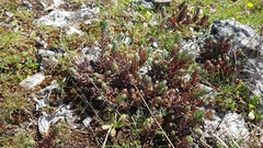 Petrosedum ochroleucum