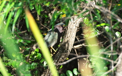 Butorides virescens