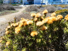 Pteronia onobromoides