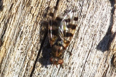 Ceroxys hortulana