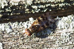 Ceroxys hortulana