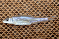 Notropis amplamala
