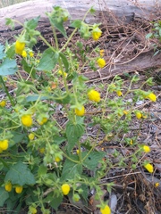 Calceolaria petioalaris