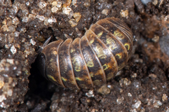 Armadillidium vulgare