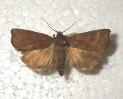 Ipimorpha retusa