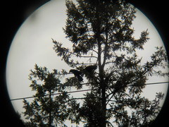 Corvus brachyrhynchos