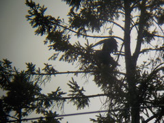 Corvus brachyrhynchos