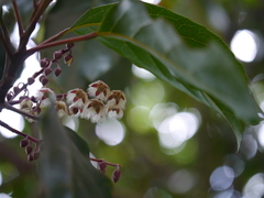 Elaeocarpus variabilis
