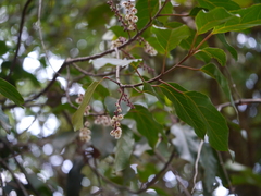 Elaeocarpus variabilis