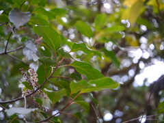 Elaeocarpus variabilis