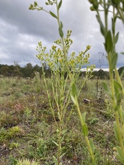 Solidago rigida glabrata