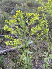 Solidago rigida glabrata