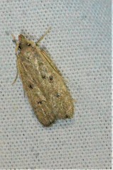 Glyphidocera juniperella
