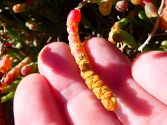 Salicornia littorea