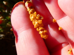 Salicornia littorea