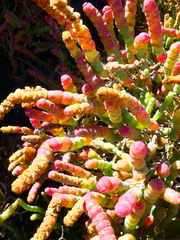 Salicornia littorea