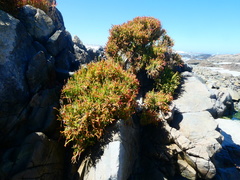 Salicornia littorea