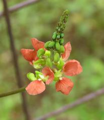 Macroptilium erythroloma