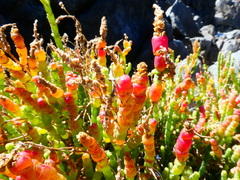 Salicornia littorea