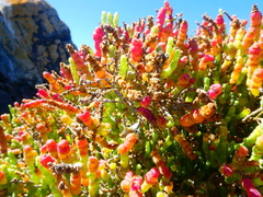 Salicornia littorea