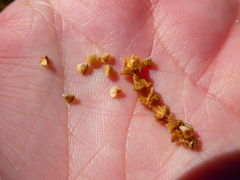 Salicornia littorea