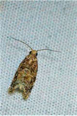 Argyrotaenia tabulana