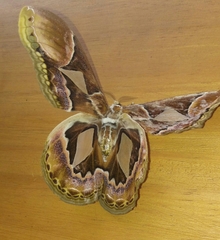 Rothschildia hopfferi