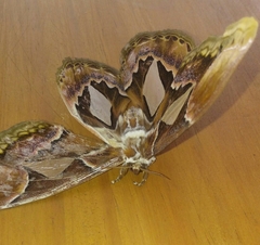 Rothschildia hopfferi