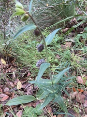Fritillaria affinis