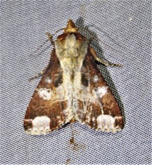 Condica imitata