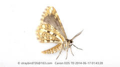 Narraga fasciolaria