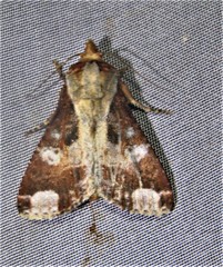 Condica imitata