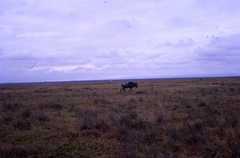 Connochaetes taurinus