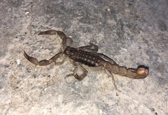 Mesomexovis occidentalis