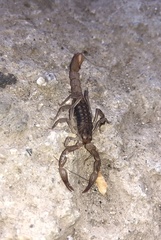 Mesomexovis occidentalis