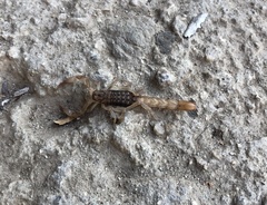 Mesomexovis occidentalis