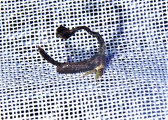 Falculifera