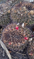 Mammillaria karwinskiana karwinskiana