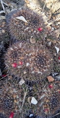 Mammillaria karwinskiana karwinskiana