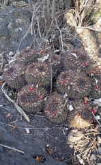Mammillaria karwinskiana karwinskiana