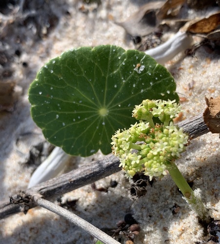 Hydrocotyle image