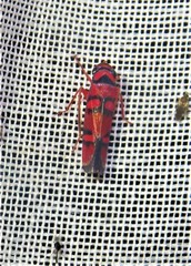 Erythrogonia jucunda