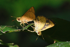 Vinius pulcherrimus